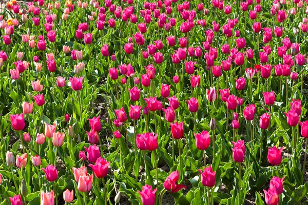 Champ de fleurs de tulipe mauve et rose — Photo