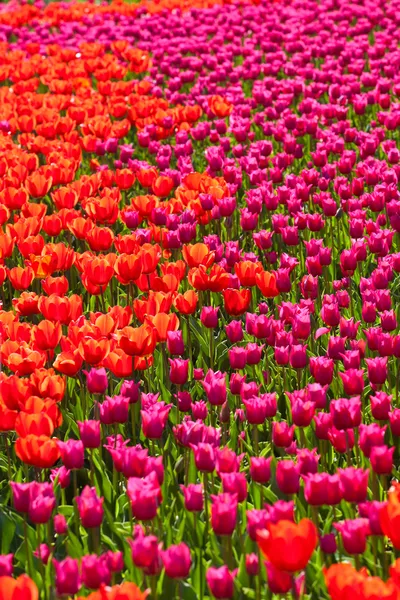 Champ de fleurs de tulipe rouge et rose — Photo