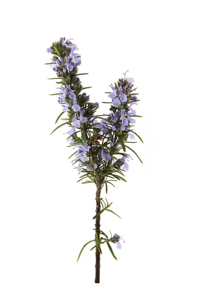 Rosemary flowering branches isolated on white — Stock Photo, Image
