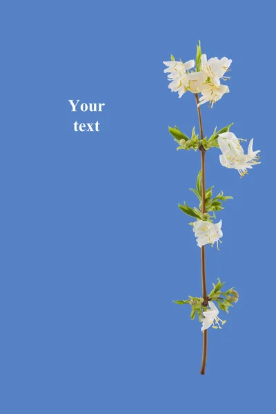 Lente jasmijn bloemen in volle bloei Stockafbeelding