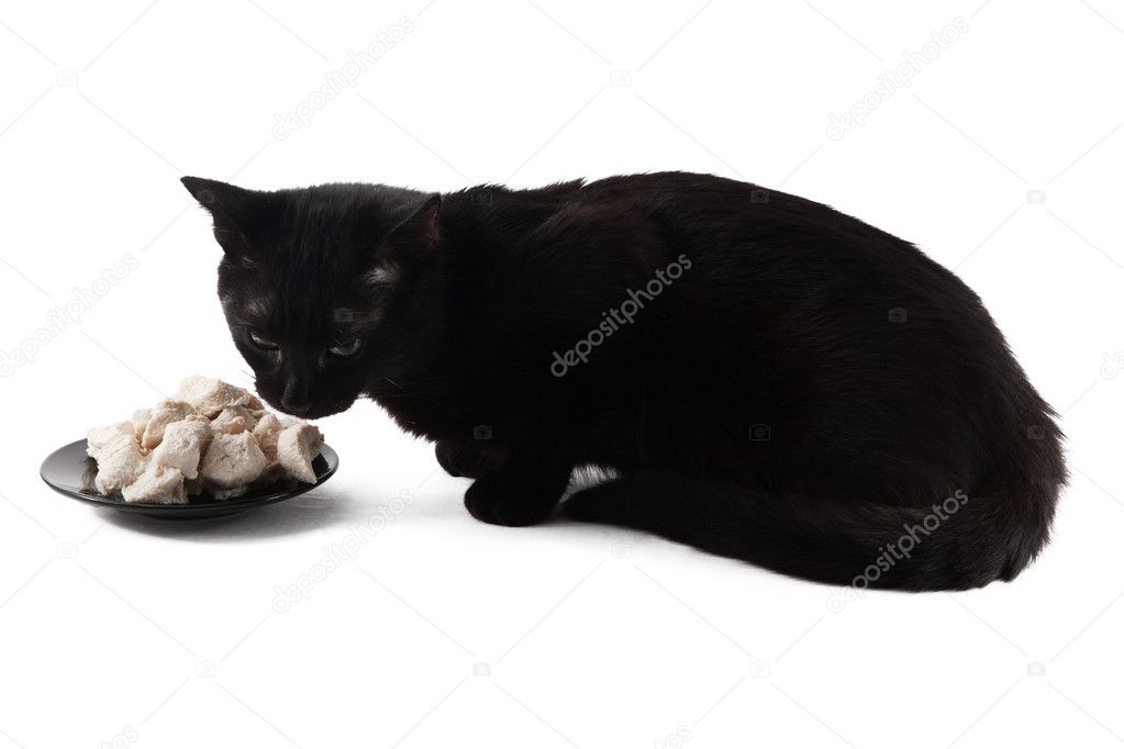 black kitten eats chicken fillet