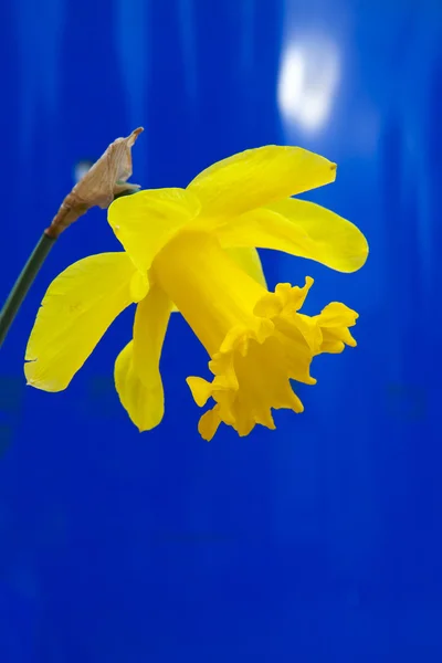 Lys prêté en pleine floraison — Photo