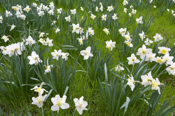 Lys prêté en pleine floraison — Photo