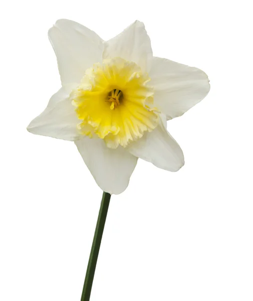 Lys prêté en pleine floraison — Photo