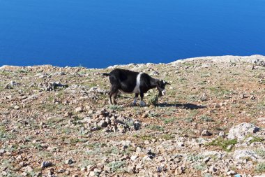 keçi otlatma denize karşı