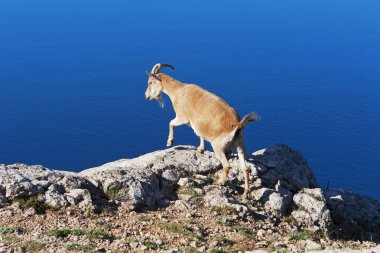 keçi otlatma denize karşı