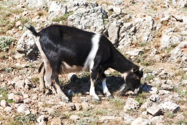 kayanın üzerinde otlatma keçi