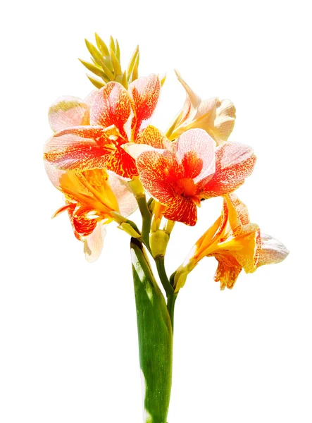 Belle fleur orange de canna en fleurs gros plan — Photo