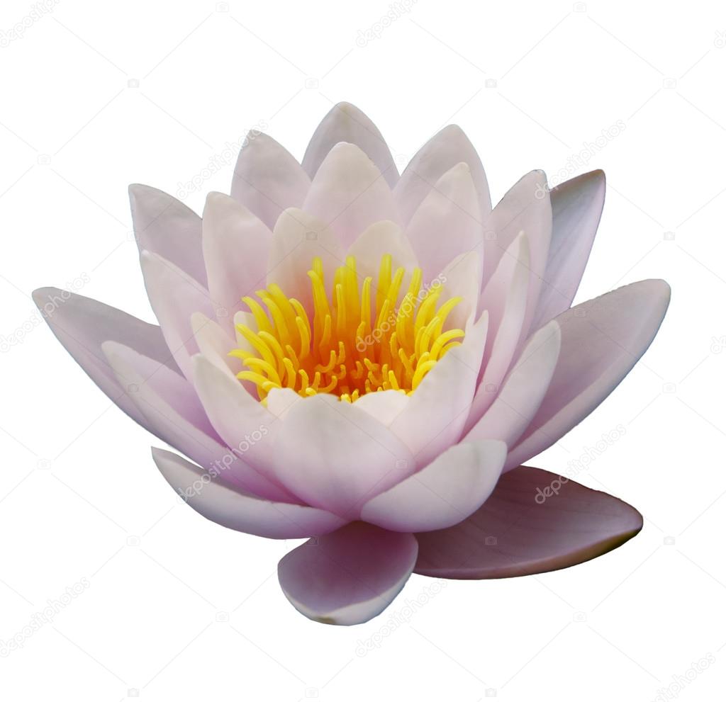 Beautiful water lily isolated on the white background