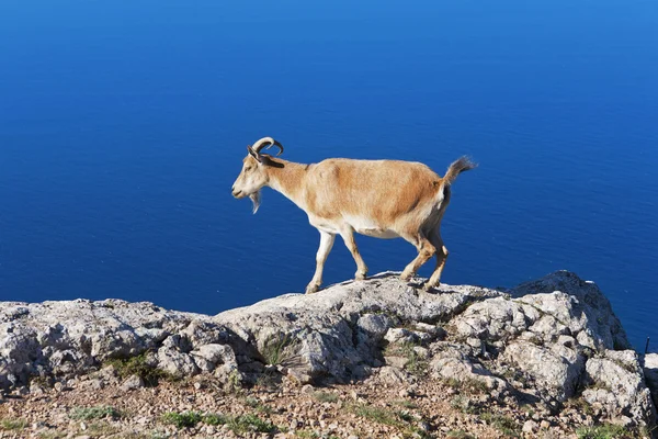 goat grazing against the sea