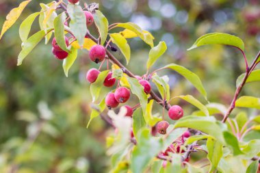 Parkta süs olarak küçük kırmızı elmaları olan yabani elma ağacı.