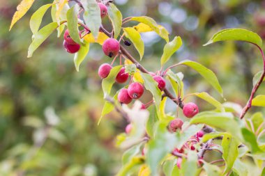 Parkta süs olarak küçük kırmızı elmaları olan yabani elma ağacı.