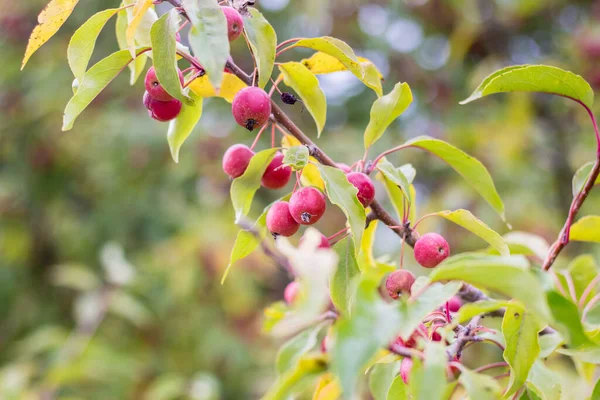 Parkta süs olarak küçük kırmızı elmaları olan yabani elma ağacı.