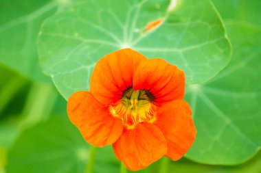 Büyük bir nasturtiyum, ayrıca büyük bir Capuchin. Yıllık bir bitki. Yerel alanın dekorasyonu