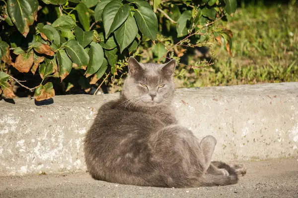 Graue Katze Ruht Auf Dem Asphalt Unter Einem Gebüsch — Stockfoto