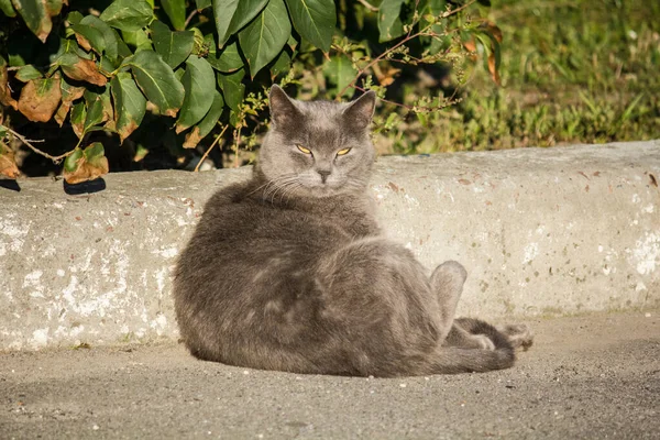 Gato Cinzento Descansando Asfalto Sob Arbusto — Fotografia de Stock