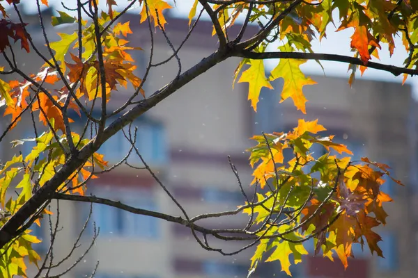 一幢多层建筑物背景下的一棵树上黄褐色和红色的叶子 — 图库照片