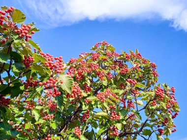 Mavi gökyüzünün arka planında İsveç dağ külleri