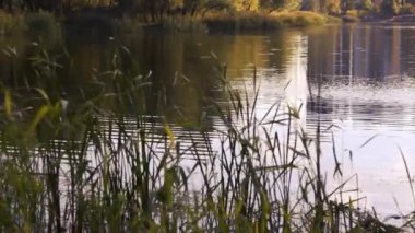 Sonbaharda gölde sakin su. Kiev 'de park et