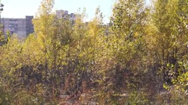 Sarı yapraklar rüzgardan dolayı ağacın dallarında sallanıyor. Sonbaharda doğa