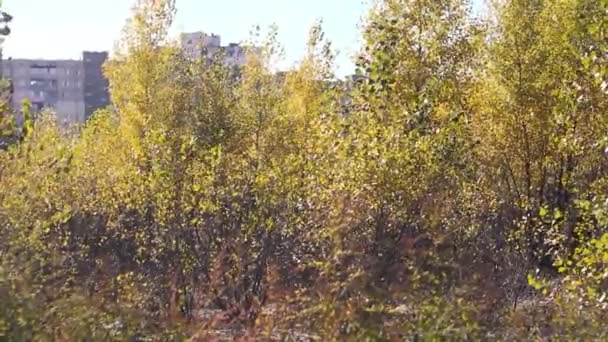 Gele Bladeren Zwaaien Takken Van Boom Door Wind Natuur Herfst — Stockvideo