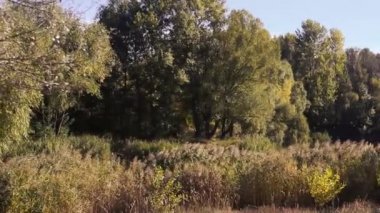 Sarı yapraklar rüzgardan dolayı ağacın dallarında sallanıyor. Sonbaharda doğa