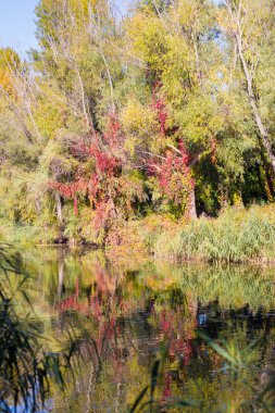 Kiev 'deki bir gölün yakınındaki ağaçlarda sarı ve kırmızı yapraklar