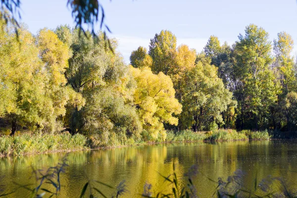 Желтые Красные Листья Деревьях Озера Киеве — стоковое фото