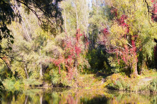 Feuilles Jaunes Rouges Sur Les Arbres Près Lac Kiev — Photo