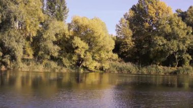 Sarı yapraklar rüzgardan dolayı ağacın dallarında sallanıyor. Sonbaharda doğa