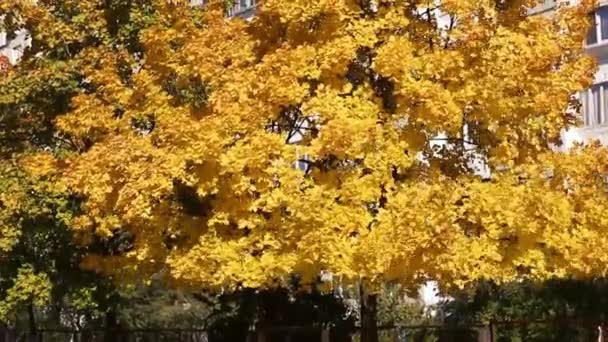 Żółte Liście Kołyszą Się Gałęziach Drzewa Powodu Wiatru Natura Jesienią — Wideo stockowe