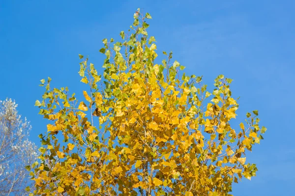 Feuilles Jaunes Sur Sol Automne Kiev — Photo