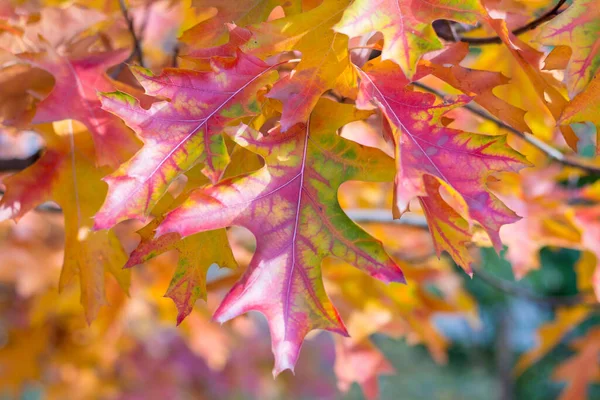 Folhas Outono Árvores — Fotografia de Stock