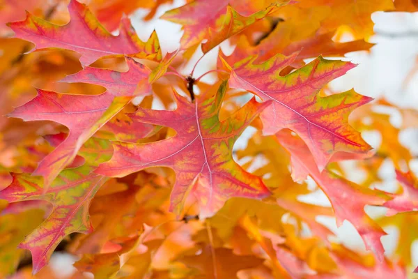 Feuilles Automne Sur Les Arbres — Photo