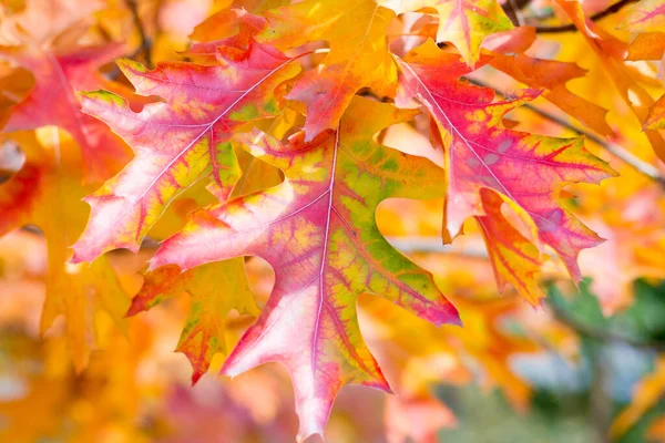 树上的秋天叶子 — 图库照片