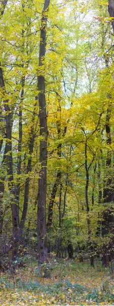 Осенние Листья Деревьях — стоковое фото
