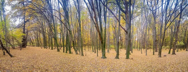 Žluté Listy Zemi Lese Podzim Kyjevě — Stock fotografie