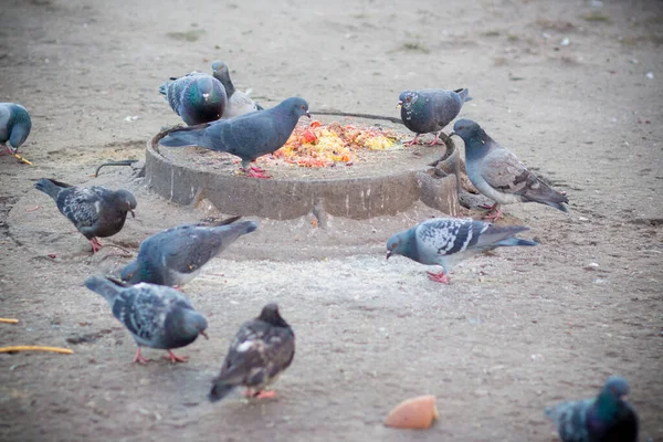 Las Palomas Comen Escoria Restaurante Kiev —  Fotos de Stock