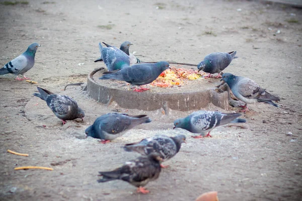 Güvercinler Kiev Deki Bir Restoranın Pisliklerini Yiyorlar — Stok fotoğraf
