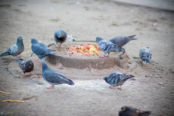 Duiven Eten Uitschot Uit Een Restaurant Kiev — Stockfoto