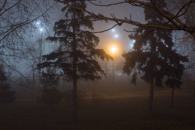 Sonbahar parkında akşam sis var.
