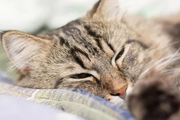 Gato Dorme Cama — Fotografia de Stock