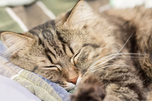 Gato Dorme Cama — Fotografia de Stock