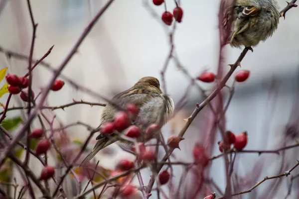 Sparrows Tufiș Trandafir Sfârșitul Toamnei — Fotografie, imagine de stoc