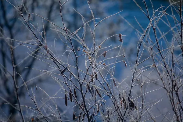 Frost Auf Ästen Spätherbst — Stockfoto