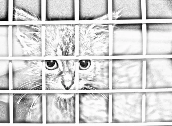 Foto Gato Convertido Con Filtros Desaturación Dibujo Lápiz Photoshop Dibujo — Foto de Stock