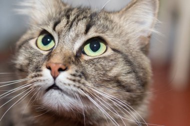 Kedi uzaklığa bakıyor. Yakın plan.