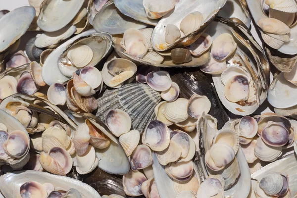 大きさの異なる貝殻の質感 — ストック写真