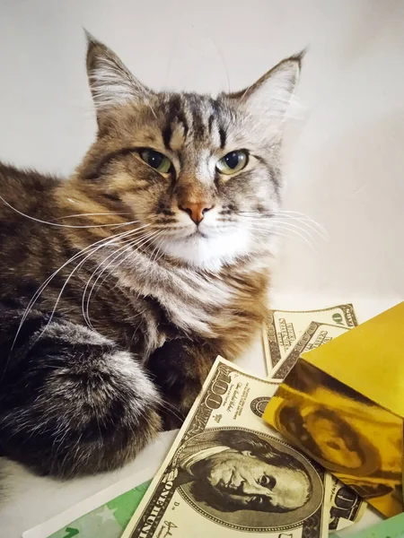 Кіт Лежить Доларах Золоті — стокове фото