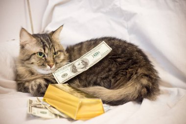 Dolarlı ve altın külçeli kedi